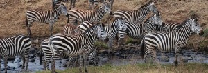8 Days Safari to Serengeti,Tarangire and Ngorogoro Crater