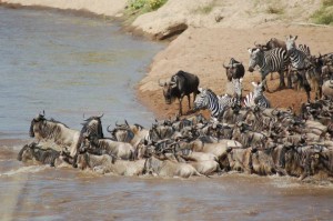 Serengeti Wildebeest Migration 9 Days Safari