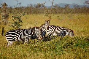 Serengeti Wildebeest Migration 10 Days Safari