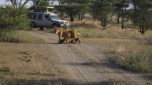 Tanzania 10 Days Safari Across Serengeti, Tarangire and Ngorongoro Crater