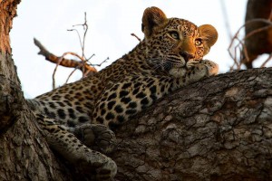 6 Days Safari to Serengeti and Ngorongoro Crater