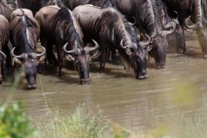 5 Days Serengeti Wildebeest Migration Safari