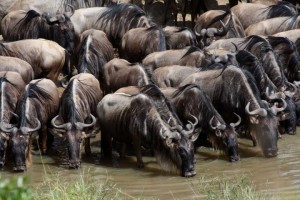 5 Days Serengeti Wildebeest Migration Safari