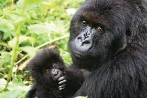Adventure Uganda’s Great Apes Safari