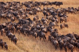 7 Days Serengeti Wildebeest Migration Safari